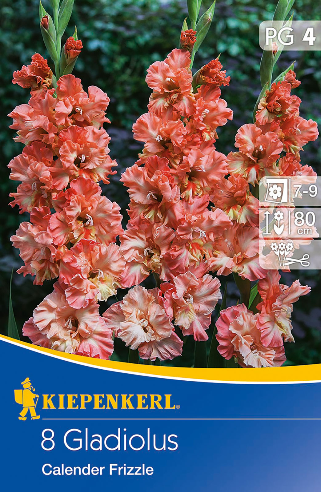 Gladiole Calender (8 Stück) | Gladiolenzwiebeln von Kiepenkerl | Samenhaus Samen & Sämereien