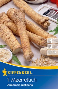 Meerrettich (1 Stück)