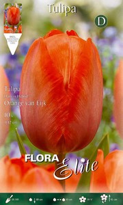 Darwin Hybrid Tulpe Orange van Eijk (10 Stück)