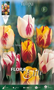 Gestreifte Rembrandt Tulpe Prachtmischung (10 Stück) Gestreifte Rembrandt Tulpe Prachtmischung (10 Stück)