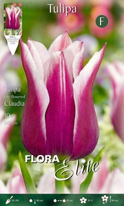 Lilienblütige Tulpe Claudia (10 Stück)