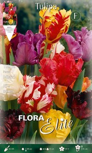 Papagei Tulpe Prachtmischung (10 Stück)