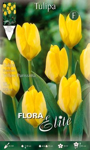Fosteriana Tulpe Yellow Purissima (10 Stück) Fosteriana Tulpe Yellow Purissima (10 Stück)