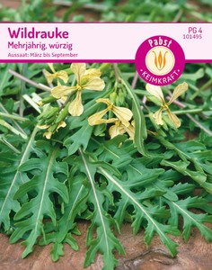 Wildrauke Mehrjährig, würzig