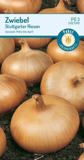 Zwiebel Stuttgarter Riesen Zwiebel Stuttgarter Riesen