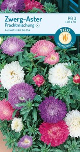 Zwerg - Aster Prachtmischung Zwerg - Aster Prachtmischung