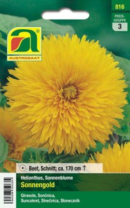 Sonnenblume Sonnengold