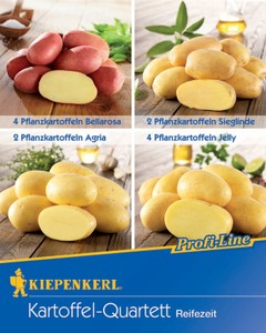 Pflanzkartoffel Quartett Reifezeit (12 Stück)