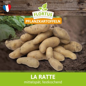 Pflanzkartoffel La Ratte (mittelfrüh, festkochend)