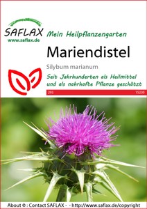Mariendistel