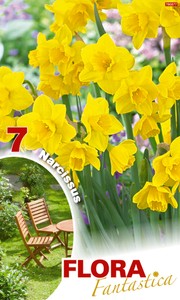 Narzisse Botanical Yellow (7 Stück)