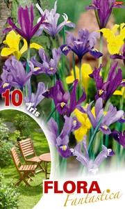 Iris Dwarf Mixed (10 Stück) Iris Dwarf Mixed (10 Stück)