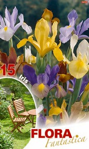 Iris Hollandica Mixed (15 Stück)