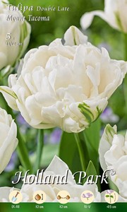 Tulpe Mount Tacoma (5 Stück)