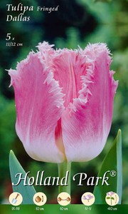Gefranste Tulpe Dallas (5 Stück) Gefranste Tulpe Dallas (5 Stück)