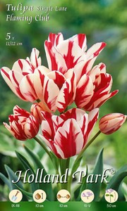 Mehrfarbige Tulpe Flaming Club (5 Stück) Mehrfarbige Tulpe Flaming Club (5 Stück)
