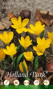 Sternbergia lutea (5 Stück) Sternbergia lutea (5 Stück)