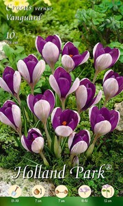 Krokus vernus Vanguard (10 Stück) Krokus vernus Vanguard (10 Stück)