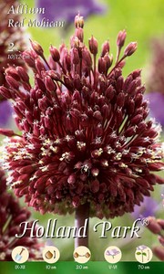 Allium Red Mohican (2 Stück)