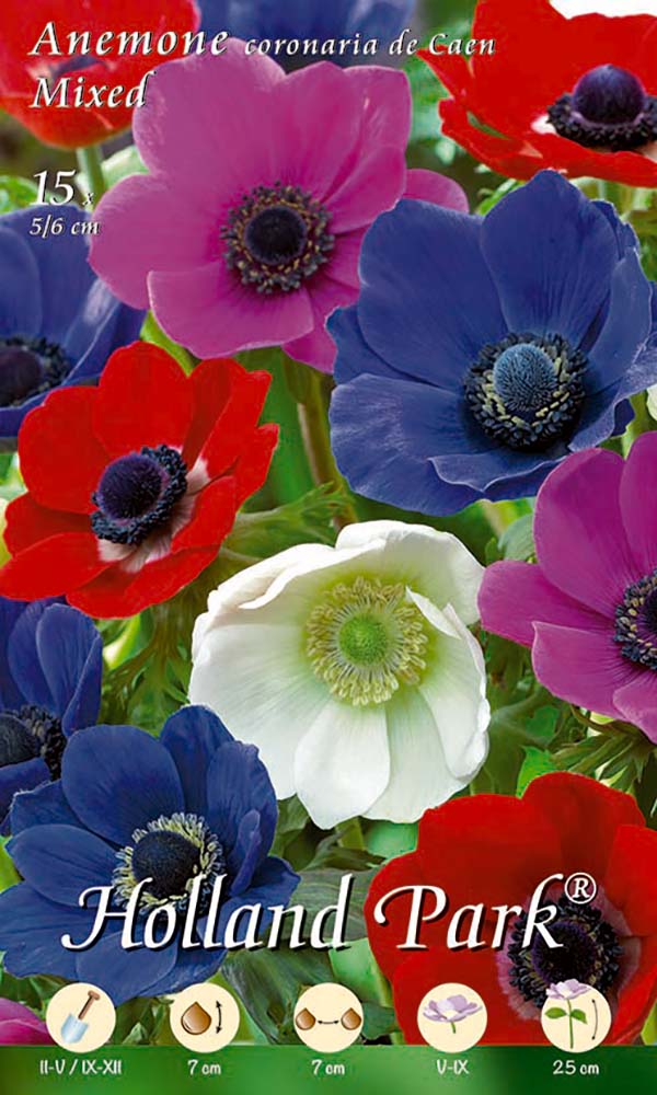 Anemone de Caen Mischung (15 Stück) | Anemonenzwiebeln von Holland Park |  Samenhaus Samen & Sämereien