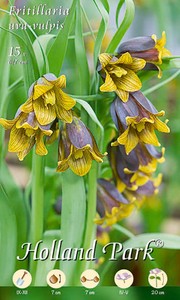 Fritillaria uva-vulpis (15 Stück) Fritillaria uva-vulpis (15 Stück)