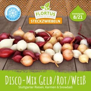 Wintersteckzwiebel Disco-Mix Gelb/Rot/Weiß