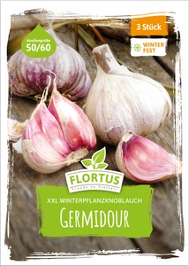 XXL Winterpflanzknoblauch Germidour