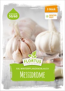 XXL Winterpflanzknoblauch Messidrome