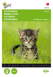 Katzengras Gerste