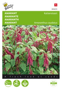 Amarant Roter Fuchsschwanz