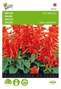Salbei Johannisfeuer