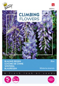Wisteria Blau