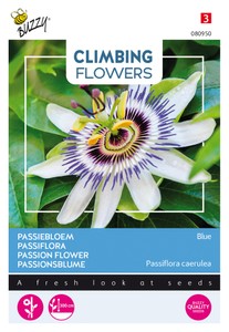 Passionsblume Blau