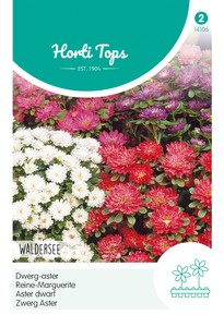 Zwerg Aster Waldersee Zwerg Aster Waldersee