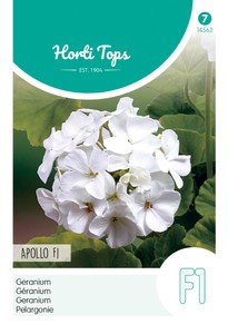 Pelargonie Apollo F1 Weiß