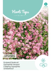 Schleierkraut Rosa Schleierkraut Rosa