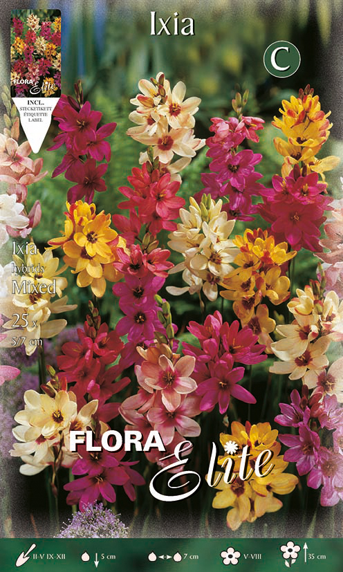 Ixia Hybride Mischung (25 Stück) Blumenzwiebeln & Steckzwiebeln