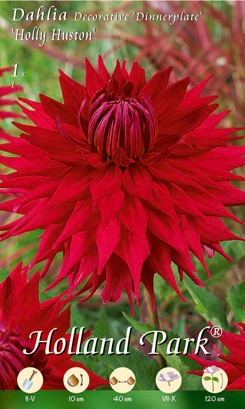 Dahlie Dinnerplate Holly Huston (1 Stück) | Dahlienknollen von Holland