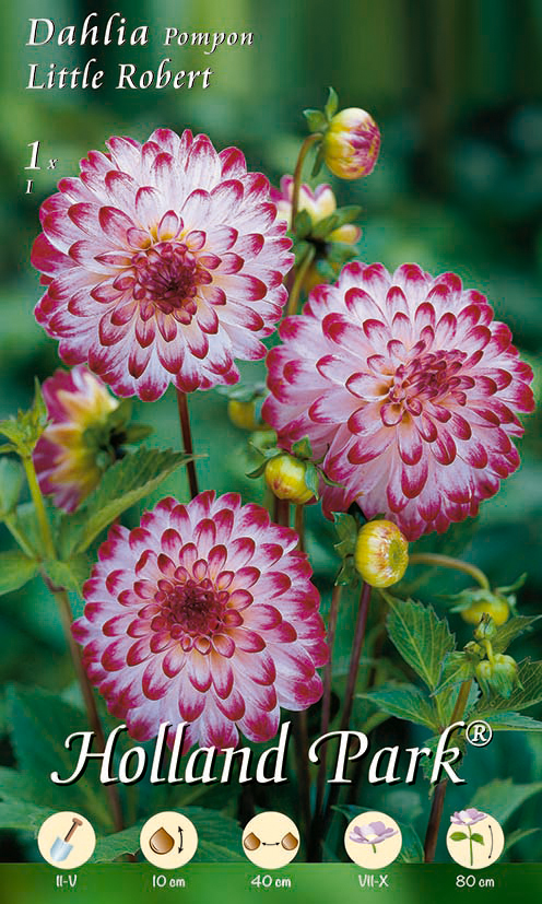 Dahlie Pompon Little Robert (1 Stück) | Dahlienknollen von Holland Park ...