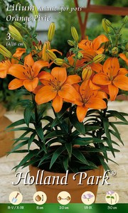 Asiatische Topflilie Orange Pixie (3 Stück)