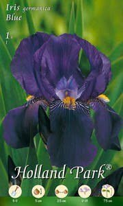 Iris Germanica Blue (1 Stück)