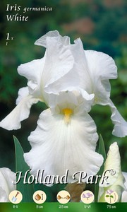 Iris Germanica White (1 Stück)