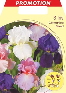 Iris Germanica Mischung (3 Stück)