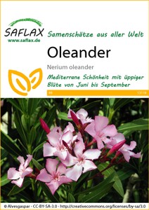 Oleander