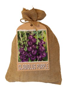 Großblumige Gladiole Lila (20 Stück)