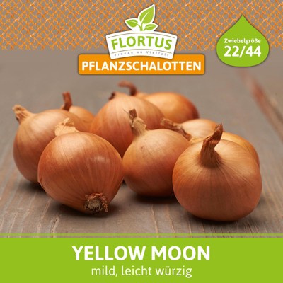 Pflanzschalotte Yellow Moon (250 g) Pflanzschalotte Yellow Moon (250 g)