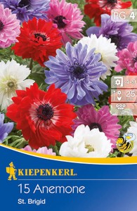 Anemonen Gefüllt blühend