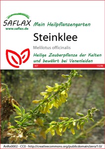 Steinklee