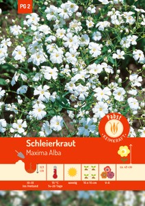 Schleierkraut Maxima Alba Schleierkraut Maxima Alba