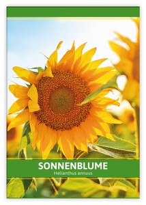 Sonnenblume für Werbezwecke